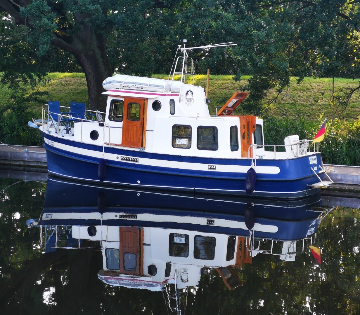 Molly mit Spiegelung im Wasser